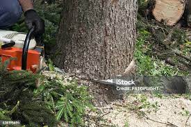 Best Root Management and Removal  in Streator, IL