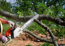 Best Fruit Tree Pruning  in Streator, IL