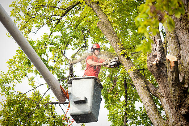 Best Tree Health Inspection  in Streator, IL