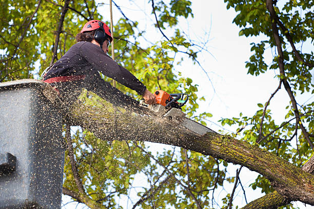 Reliable Streator, IL Tree Care Solutions